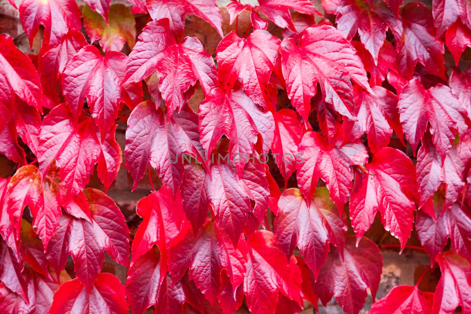 Virginia Creeper on the side of a house. Shallow depth of field. This plant goes red in Autumn and is green in spring/summer. Looks beautiful on a large area of brickwork.
Taken with a Canon 5D MKII and professionally retouched.
Thank you for looking.