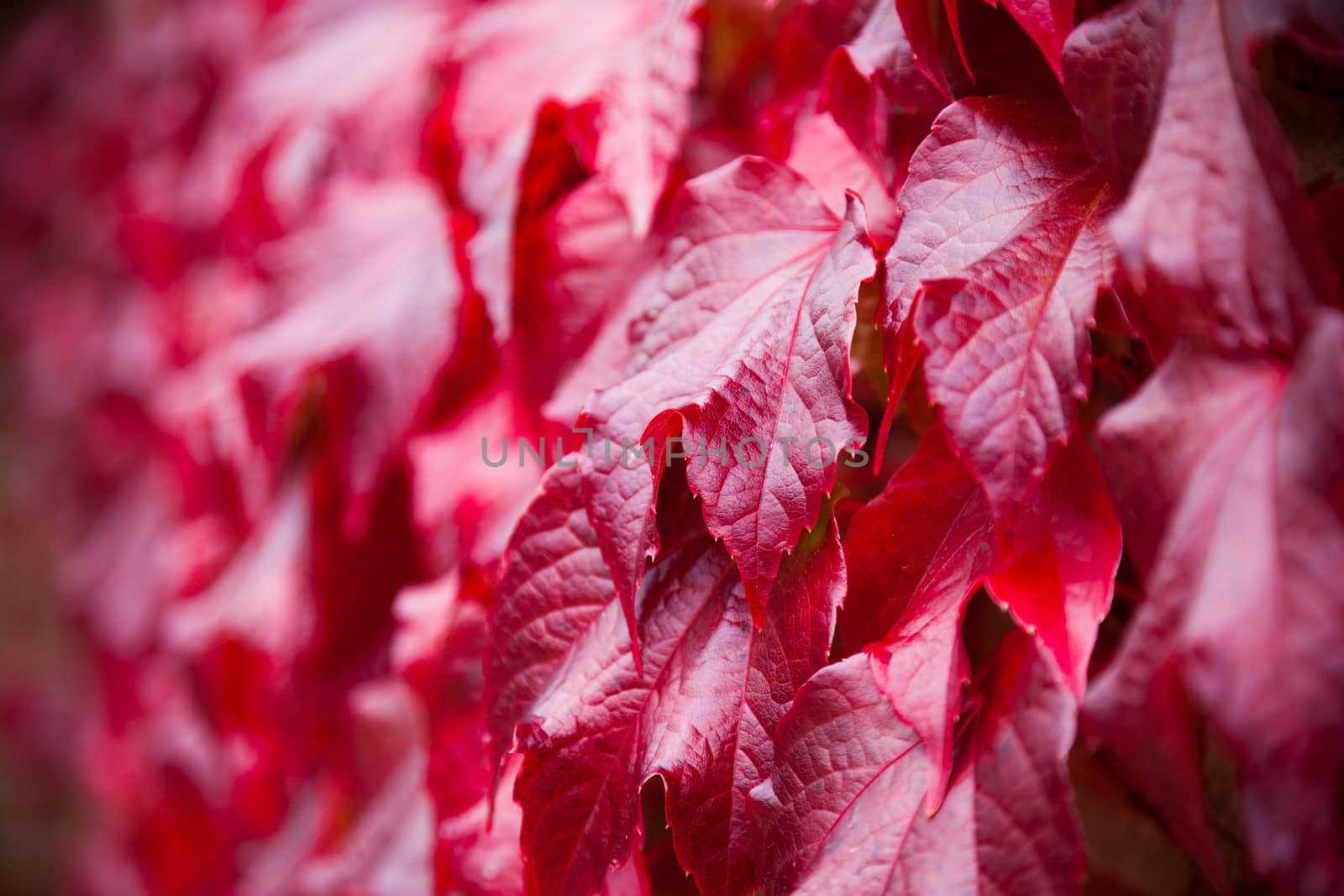 Virginia Creeper on the side of a house. Shallow depth of field. This plant goes red in Autumn and is green in spring/summer. Looks beautiful on a large area of brickwork.
Taken with a Canon 5D MKII and professionally retouched.
Thank you for looking.