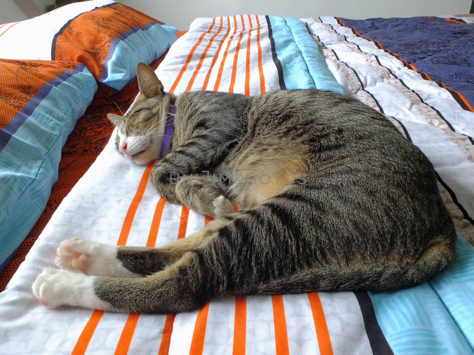Cat sleeping on bed by Komar