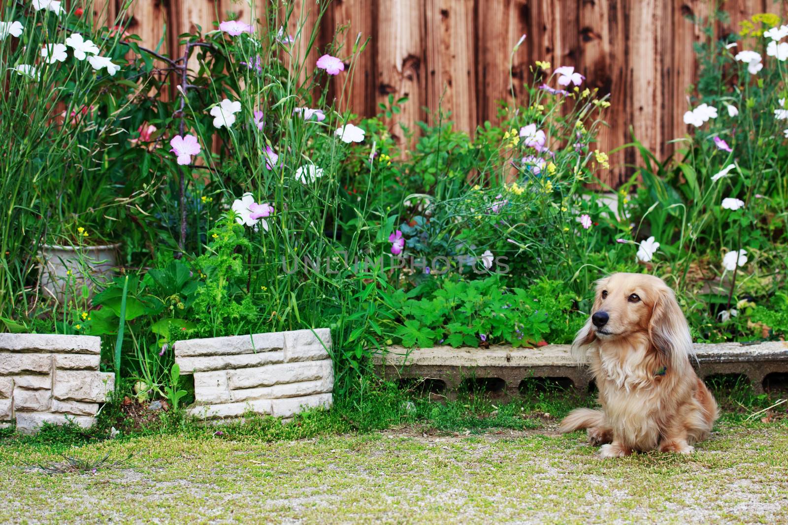Cute Blond Long-haired Dachshund Outside
