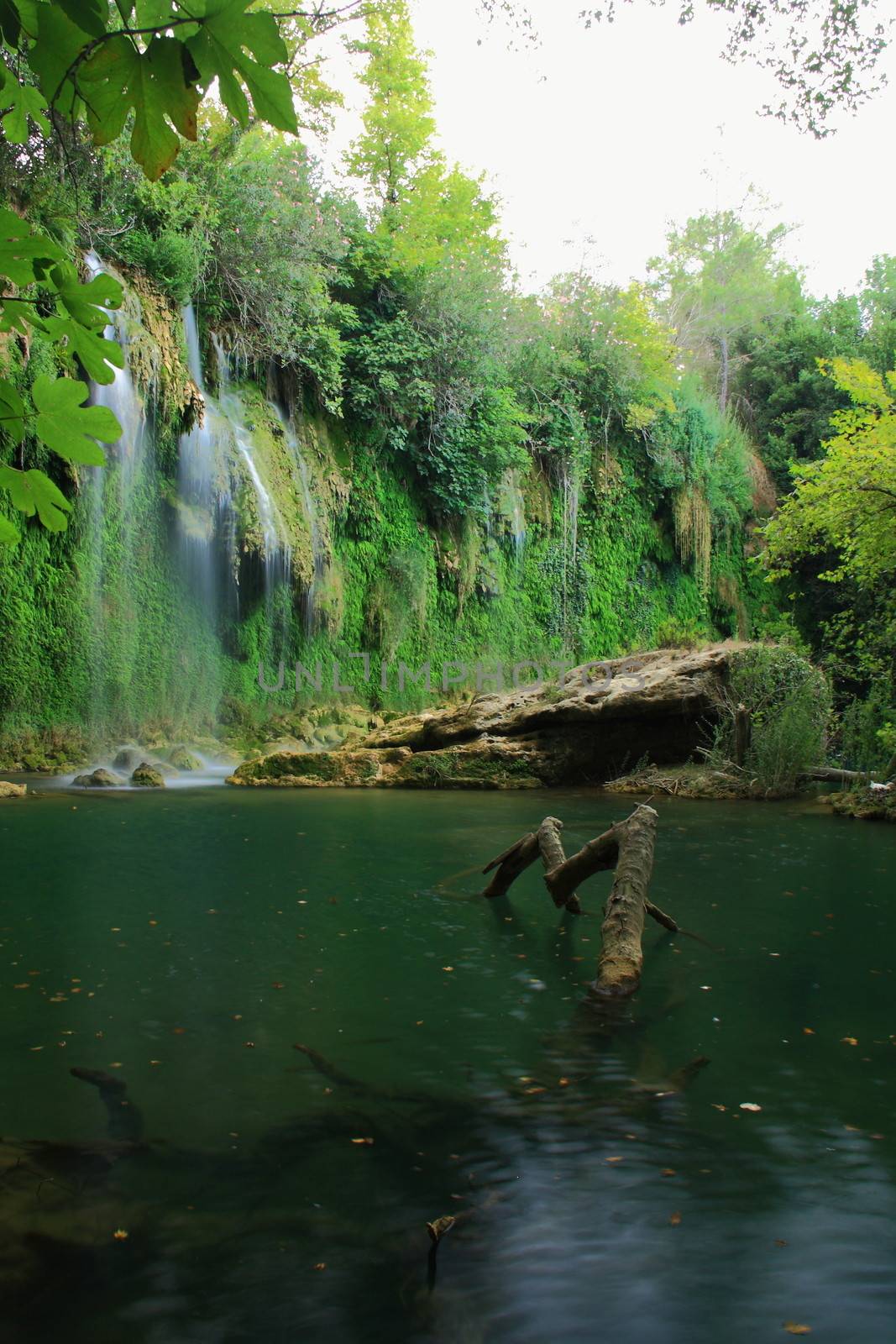 tree roots and water flowing on rocks with view of waterfall