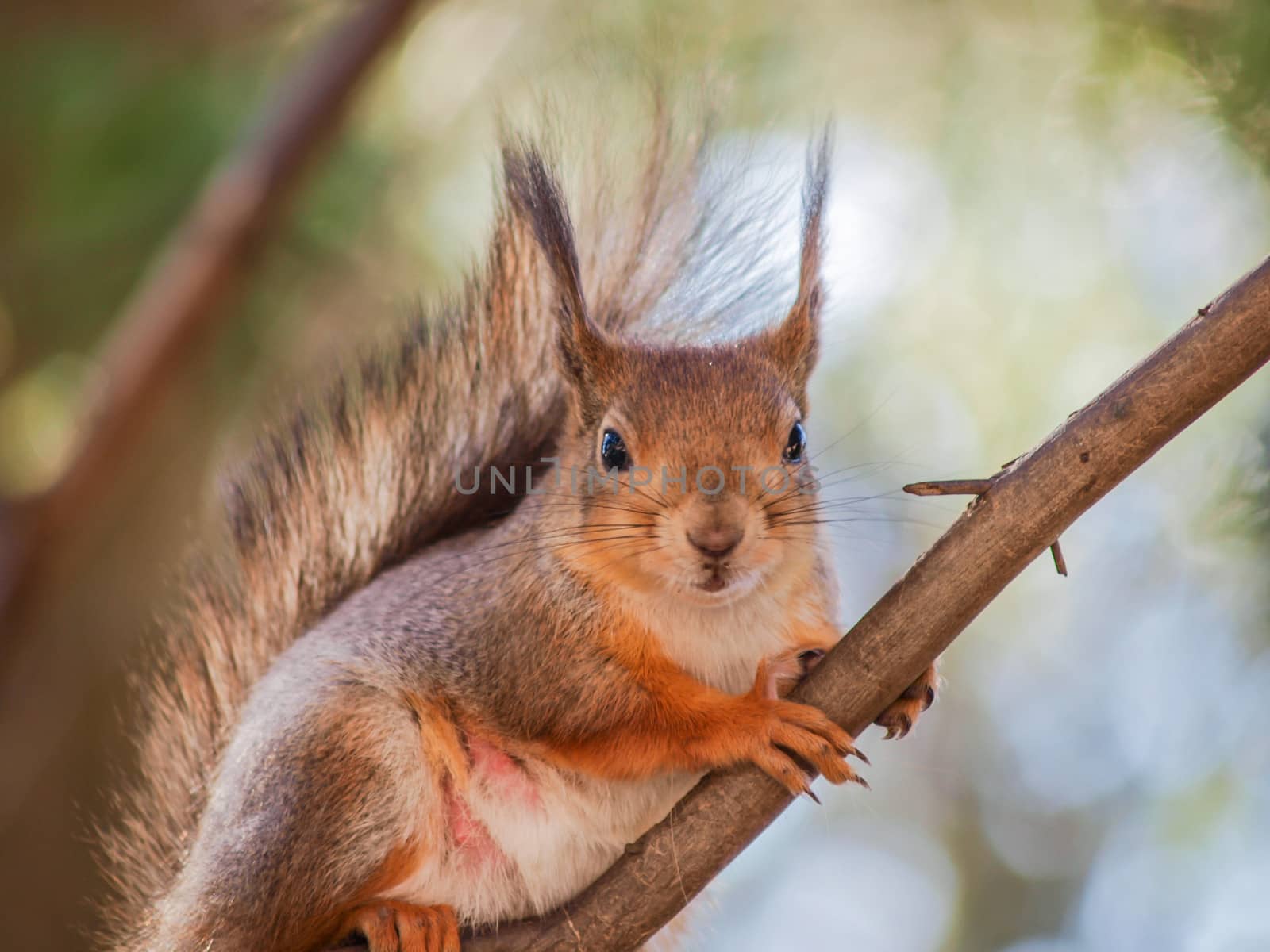 Squirrel sitting curiously on a branch up in a tree in a forest