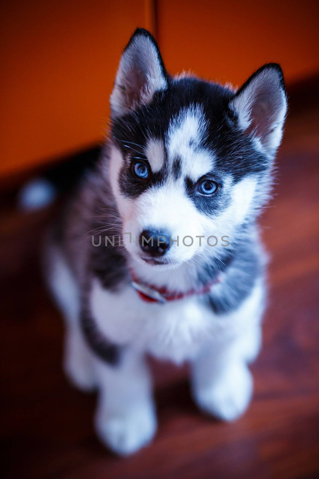 Siberian husky puppy with blue eyes