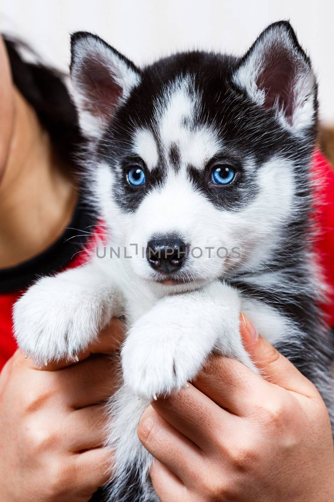 Siberian husky puppy with blue eyes