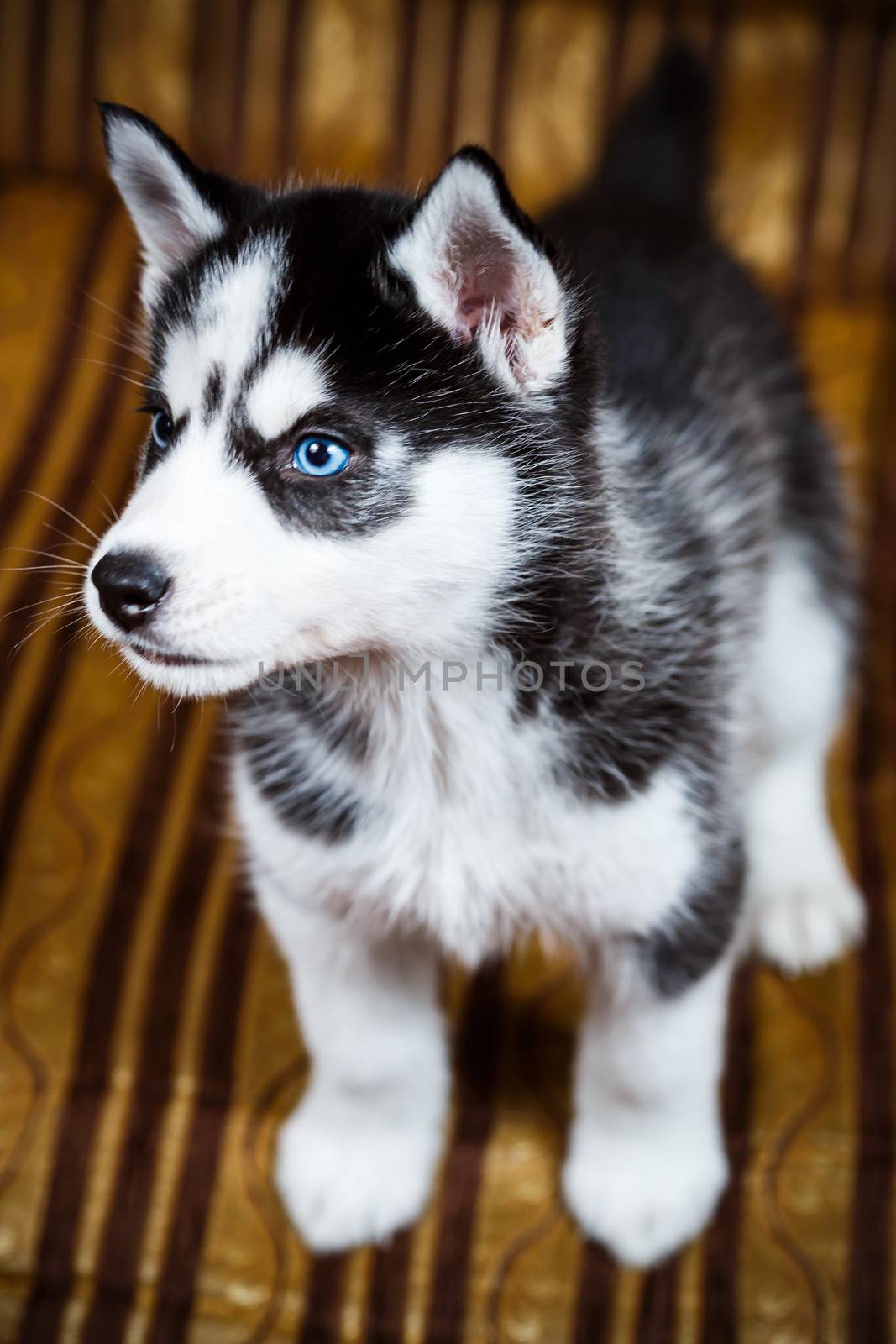 Siberian husky puppy with blue eyes