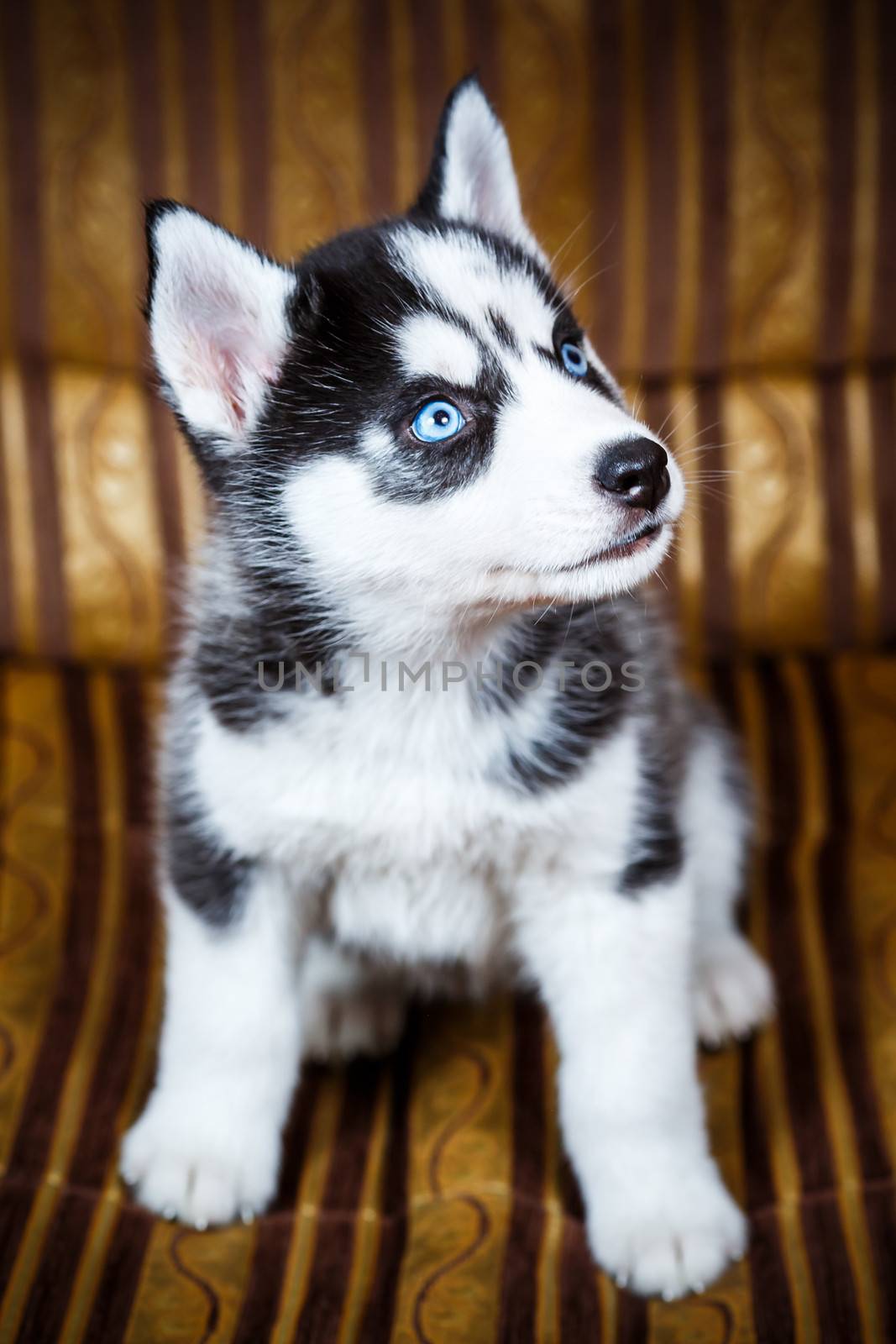 Siberian husky puppy with blue eyes