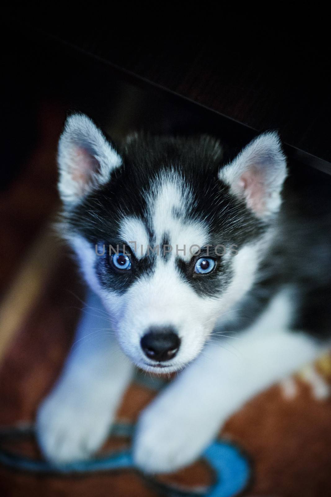 Siberian husky puppy with blue eyes