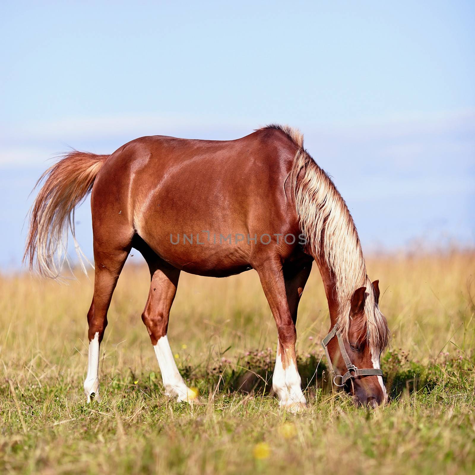 Red horse. The horse is grazed. Horse on a pasture. The horse eats a grass. Mare on a meadow.