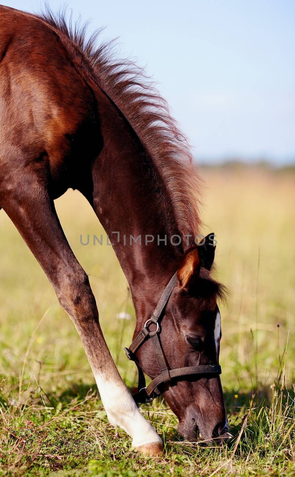 Brown foal on a meadow. The horse is grazed. Horse on a pasture. The horse eats a grass.