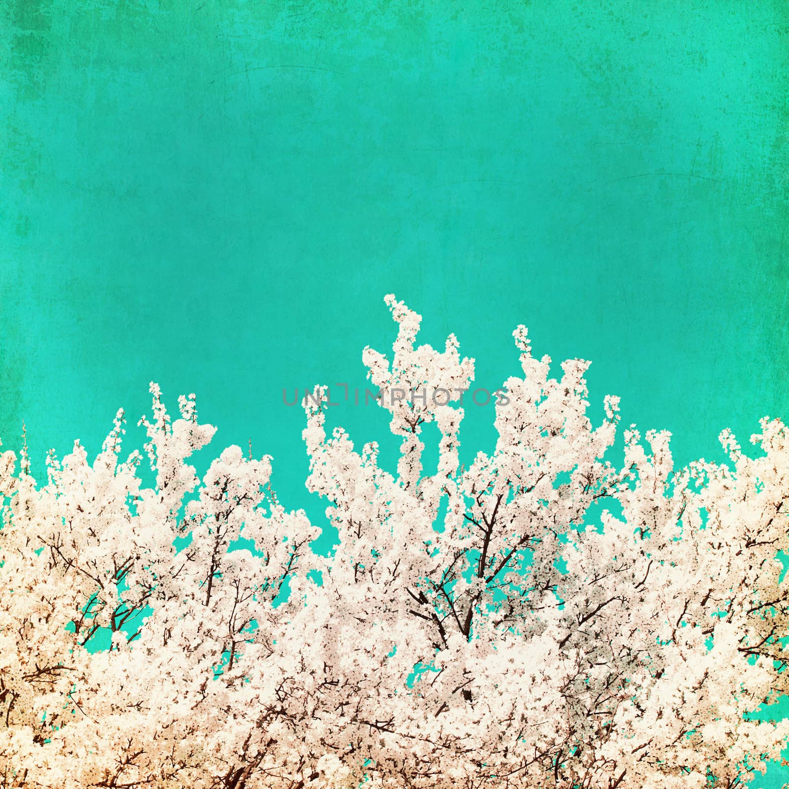 spring flowering tree on blue textured sky by Zhukow