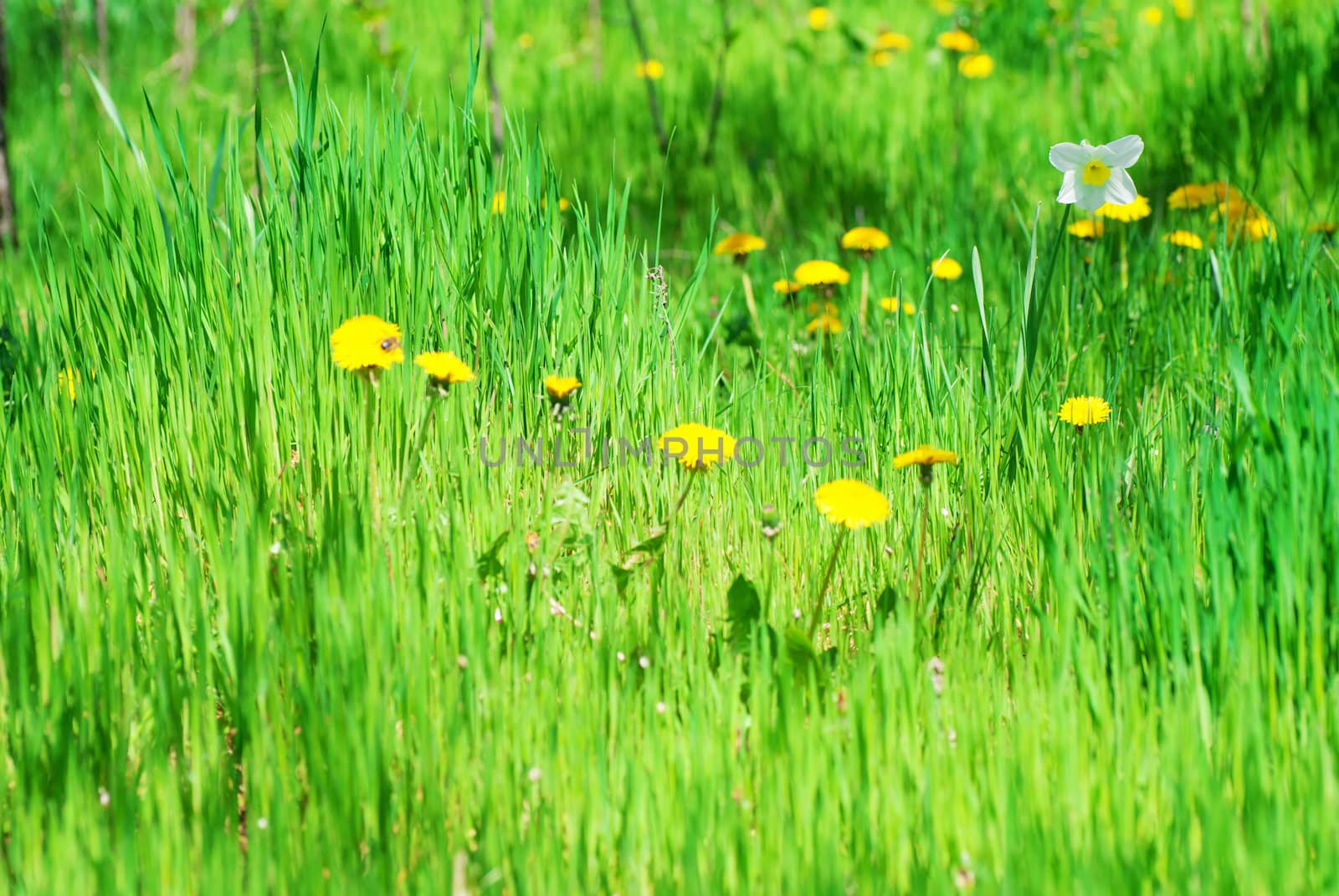 Field of spring flowers and perfect sunny day