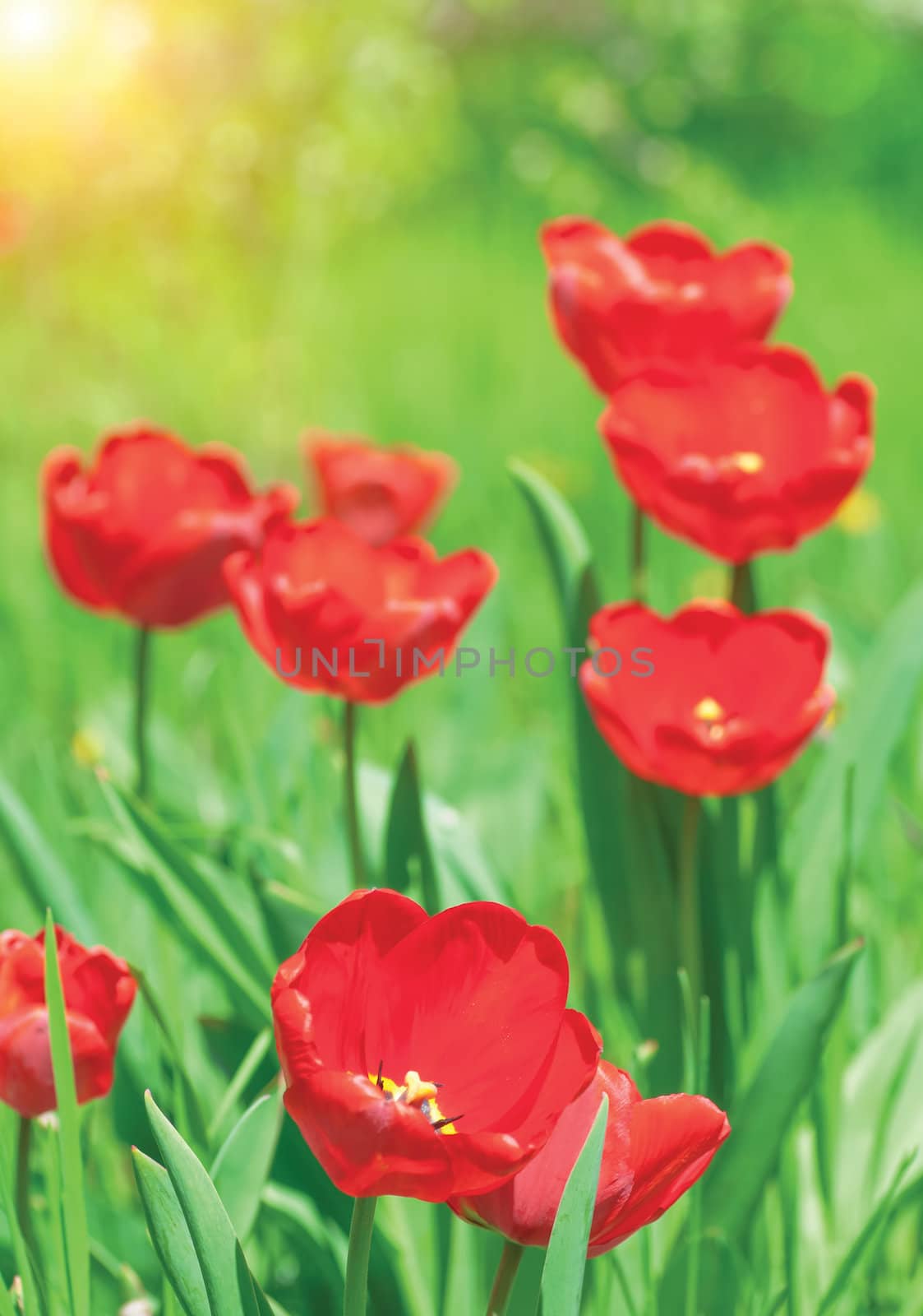 Red tulips on a solar glade