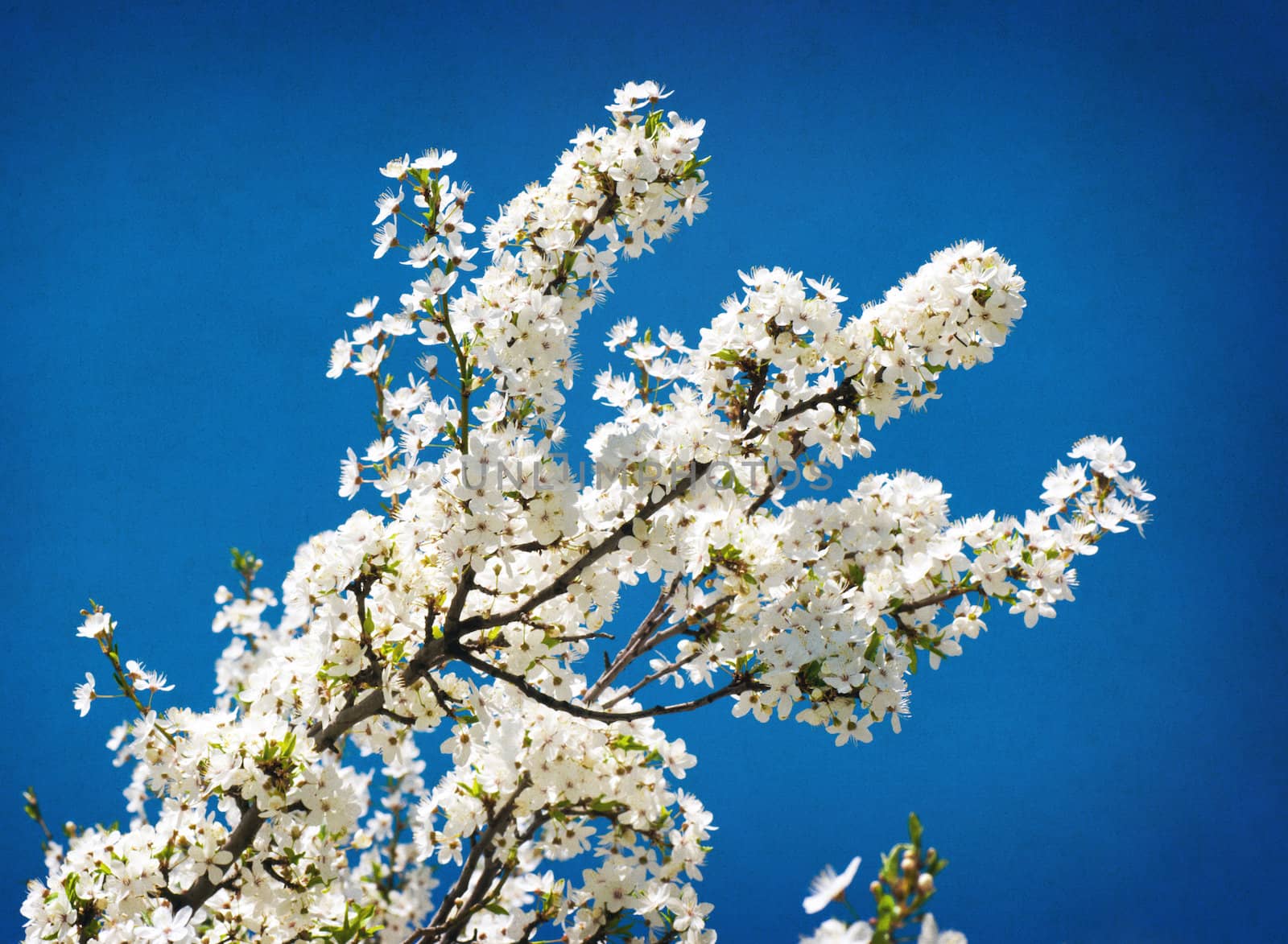 Vintage spring flowering tree on blue textured sky