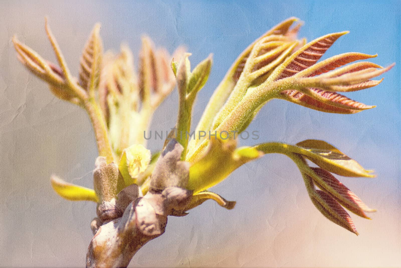 spring flowering tree on blue textured sky by Zhukow