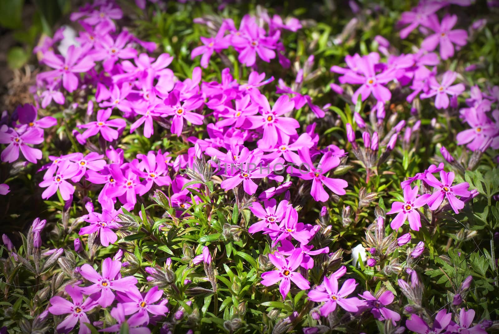 Colorful flowers in the garden