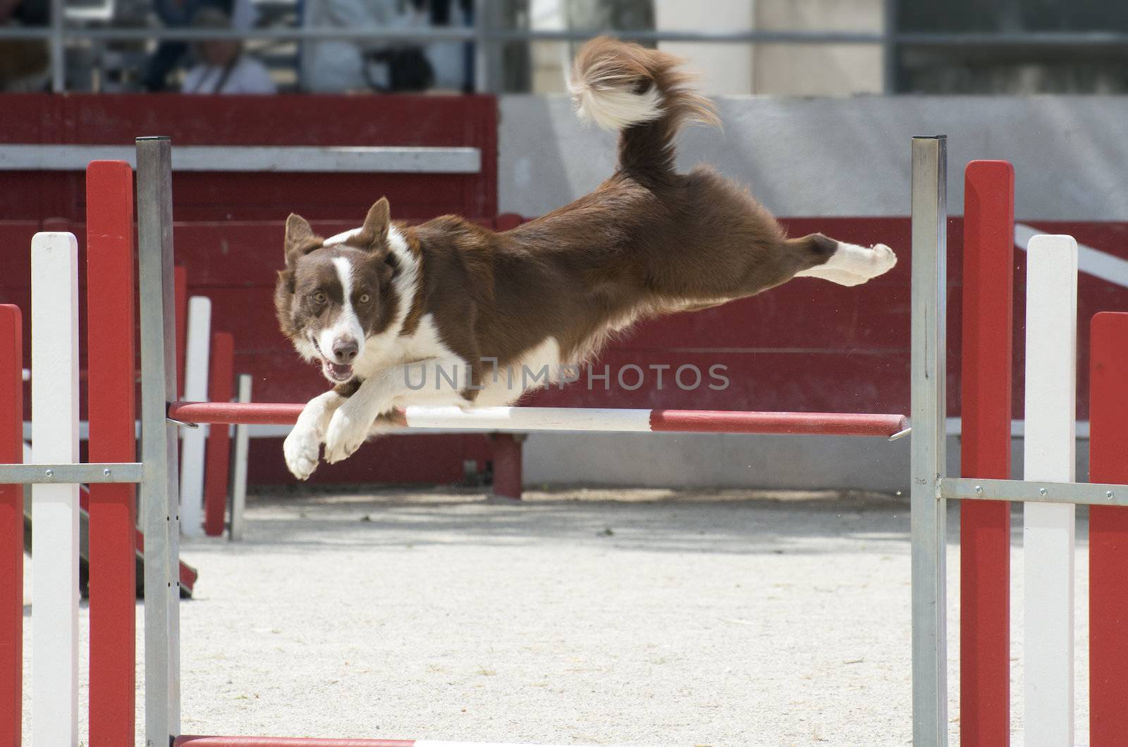 jumping  border collie by cynoclub