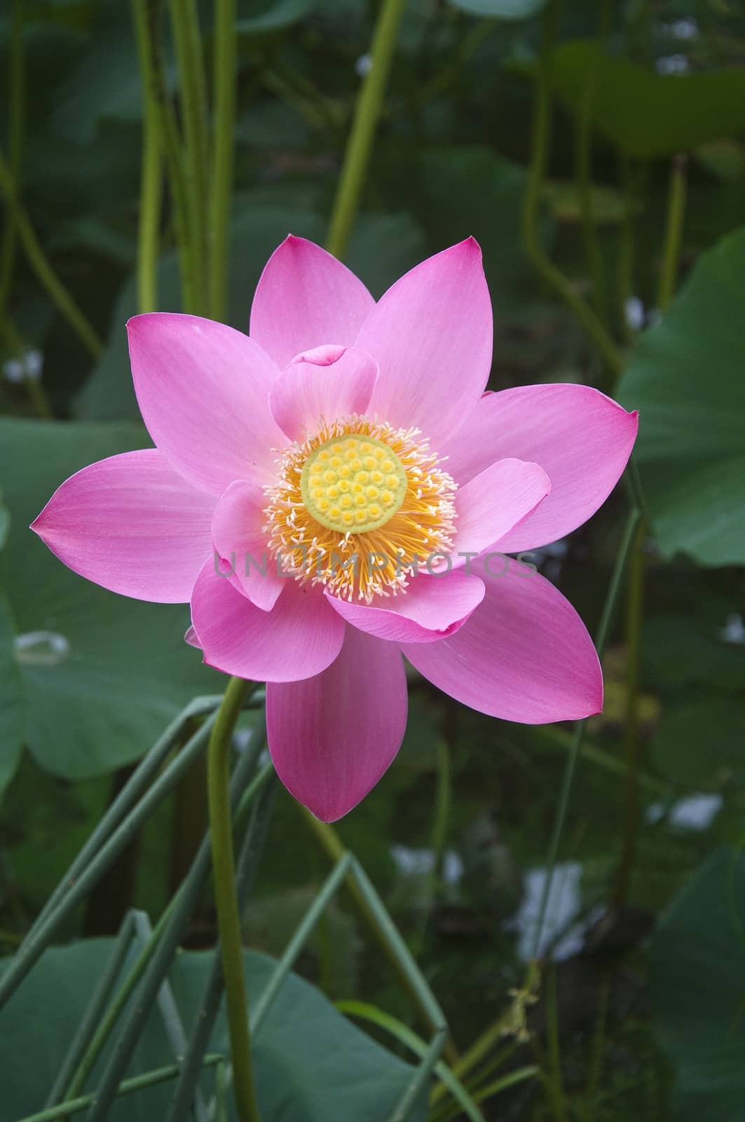 lotus blossoms on the protected forest lake