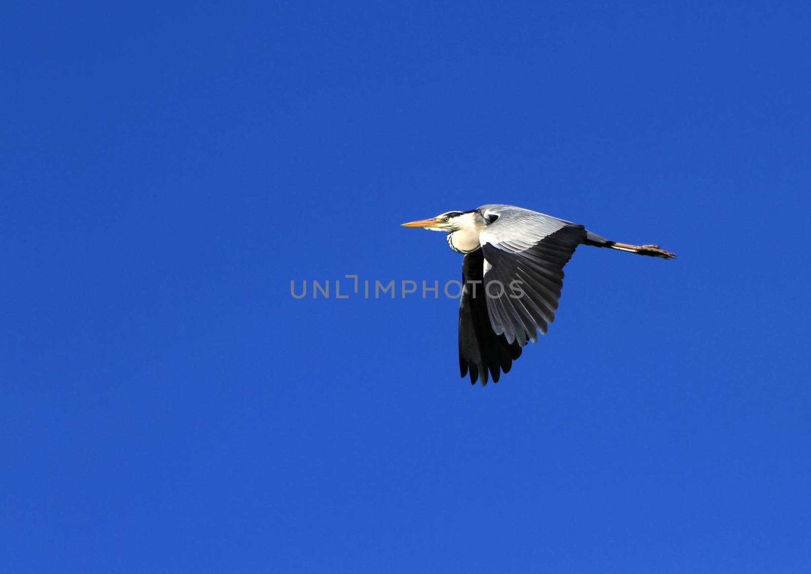 Grey heron in flight by Elenaphotos21