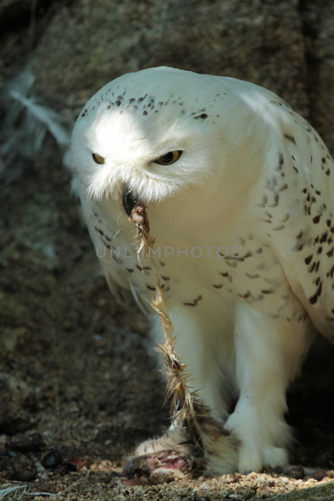 Snowy (bubo scandiacus) arctic, great white, icelandic snow owl from northern Europe eating