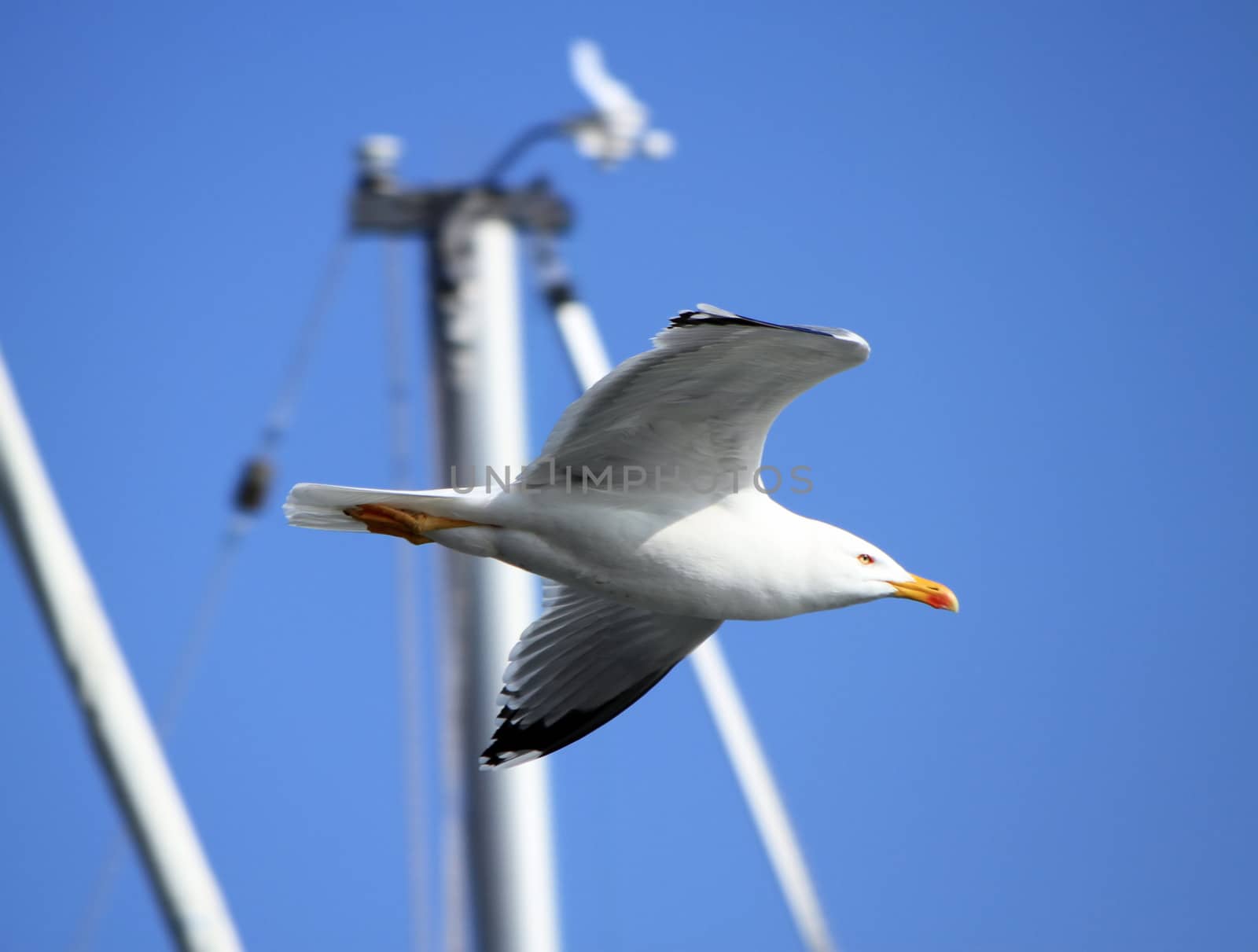 Flying seagull next to the mast in a harbor into deep blue sky