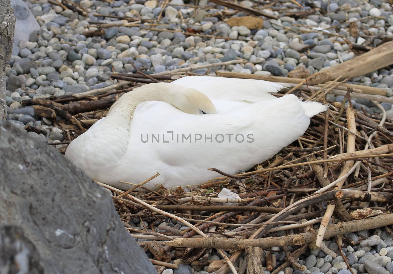 Swan sleeping in nest of reeds on pebbles