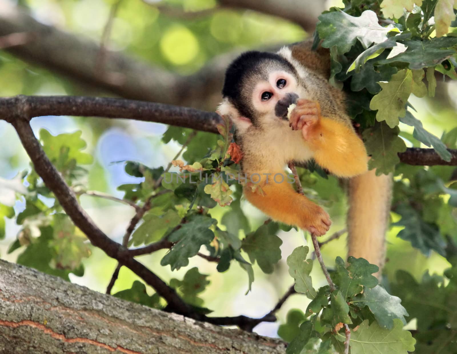 Squirrel Monkey eating in a tree (Saimiri sciureus)