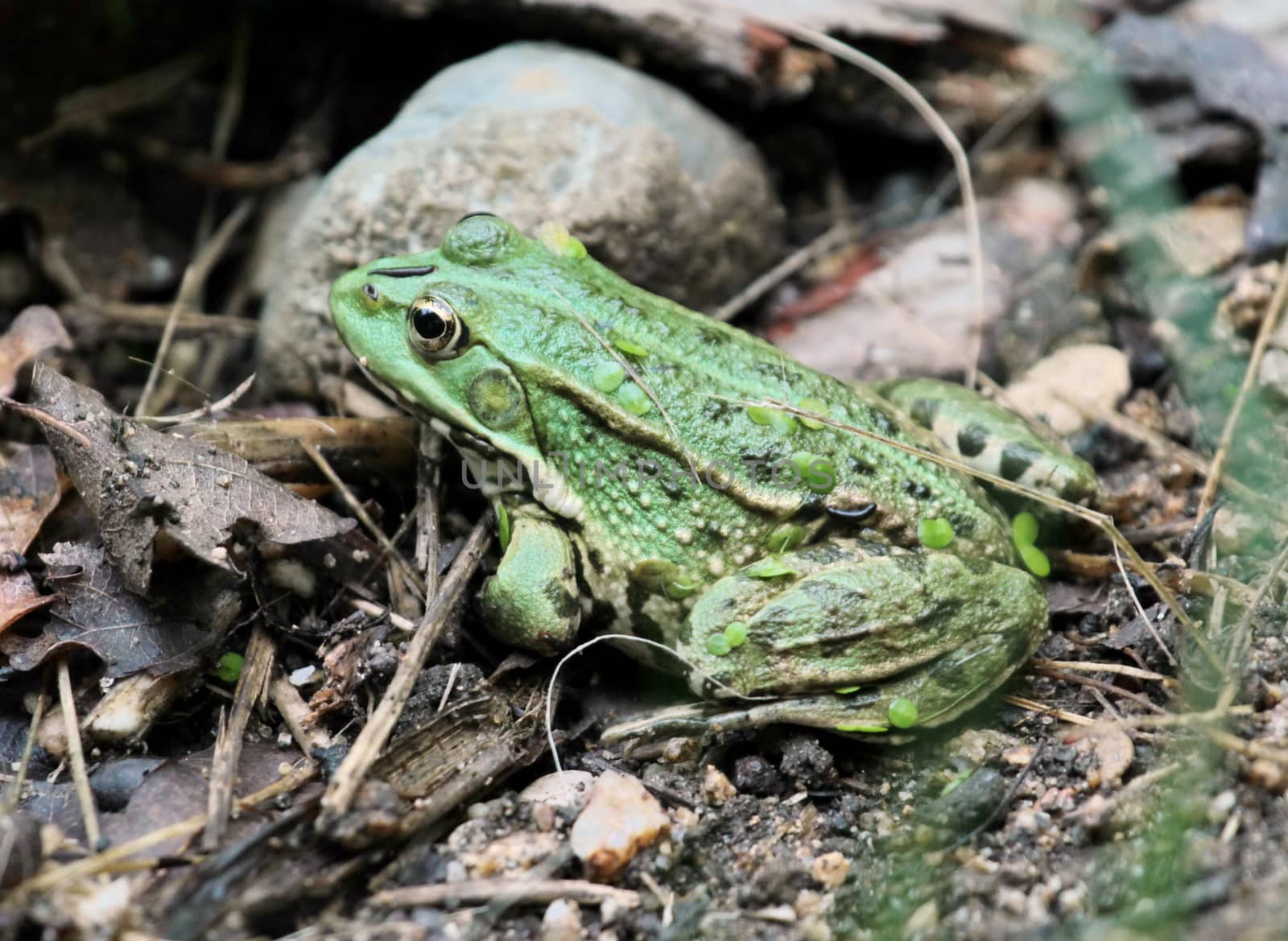 Green frog standing quietly on the ground among vegetation