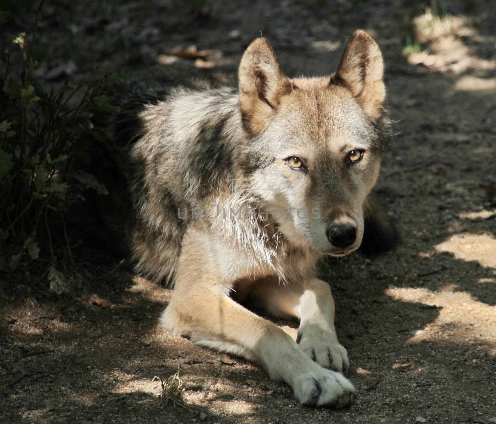 Grey wolf (canis lupus) lying down on the ground by hot weather looking at photographer