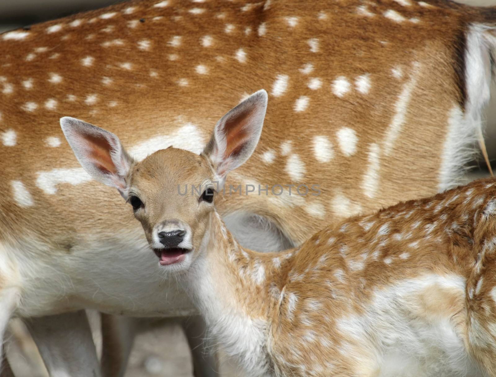 Chital deer child looking at photographer and standing close to mother