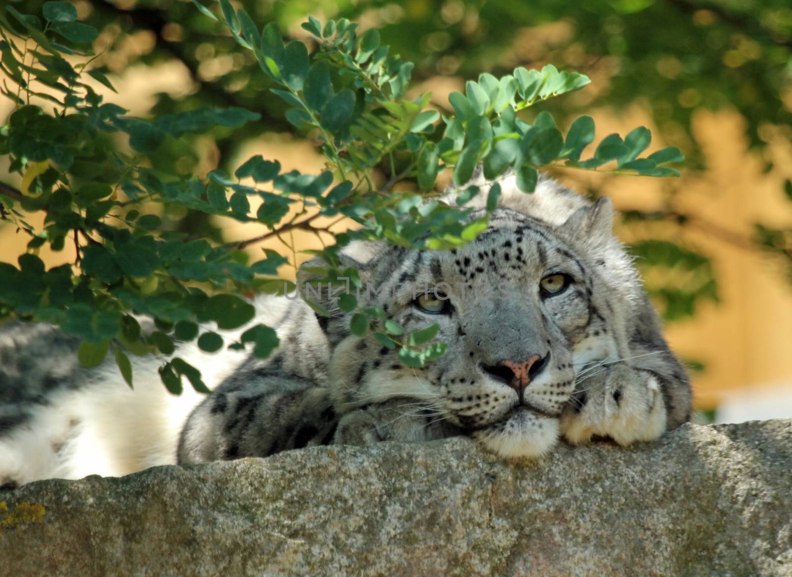 Close up of beautiful snow leopard head resting under tree branch on a big grey stone