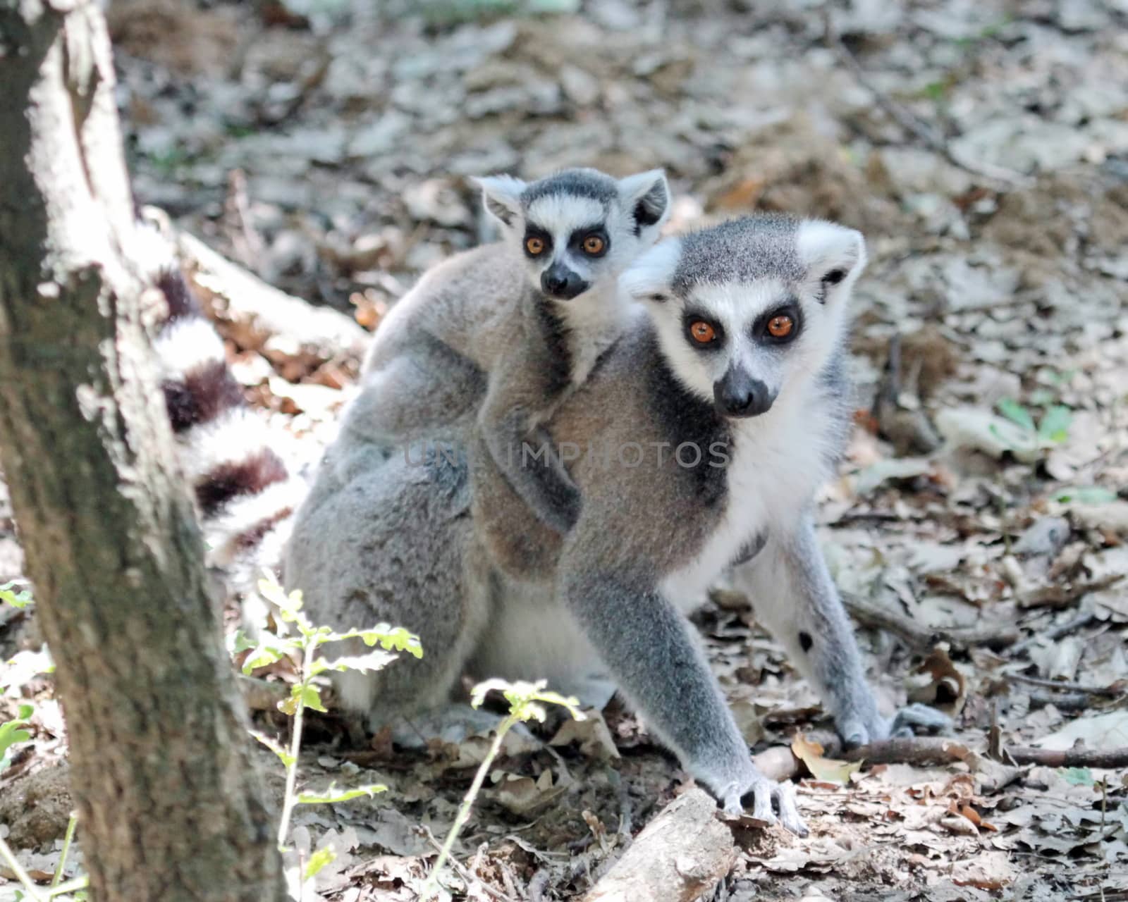 Lemur catta (maki) of Madagascar baby and mum standing on the ground