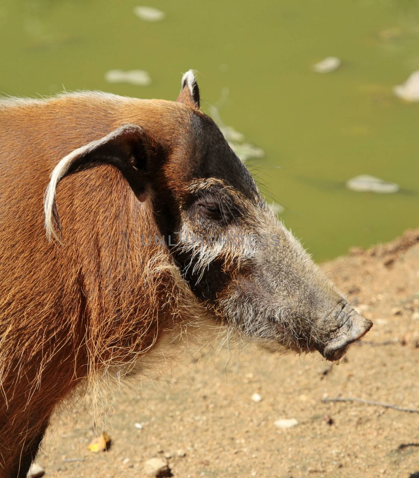 Red river hog or potamochoerus porcus portrait