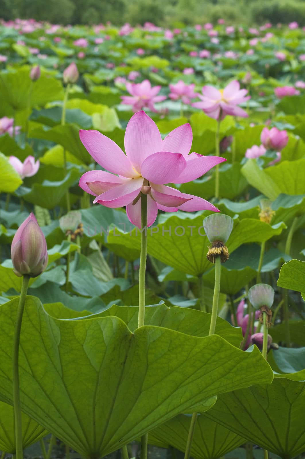 lotus blossoms by gontar