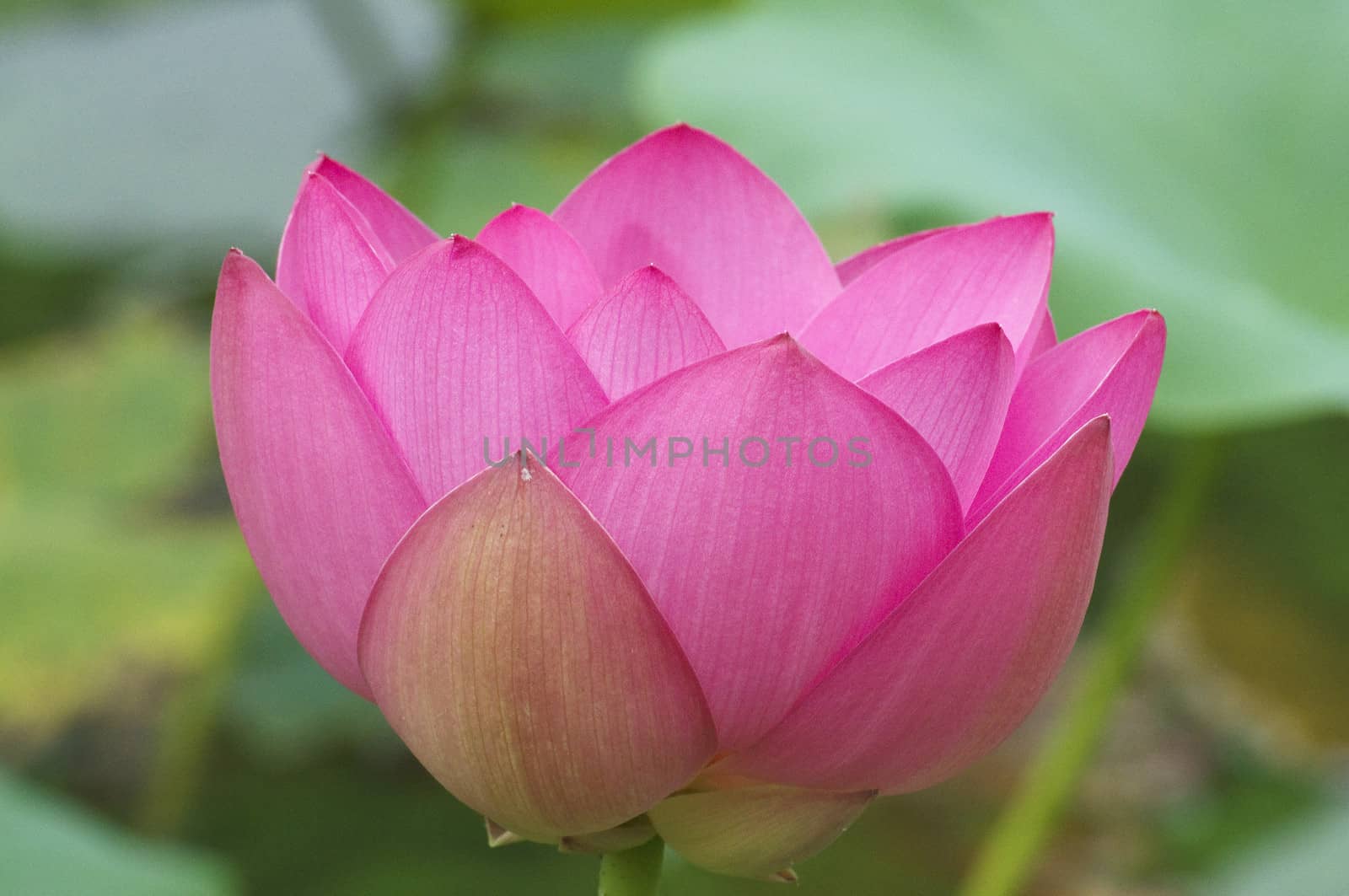 lotus blossoms on the protected forest lake