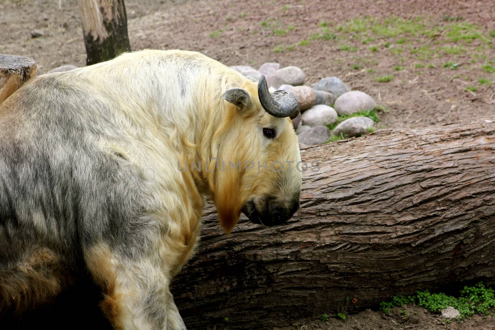 A large goat antelope, commonly known as Sichuan Takin (Budorcas Taxicolor Tibetana), at the Lincoln Park Zoo, Chicago, Illinois, USA