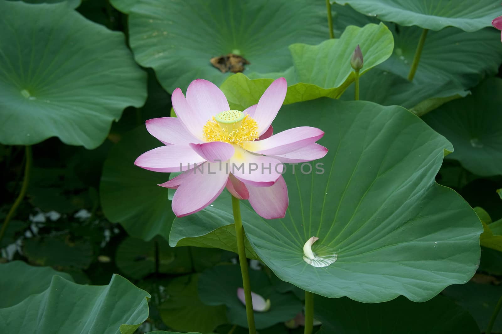 lotus blossoms by gontar