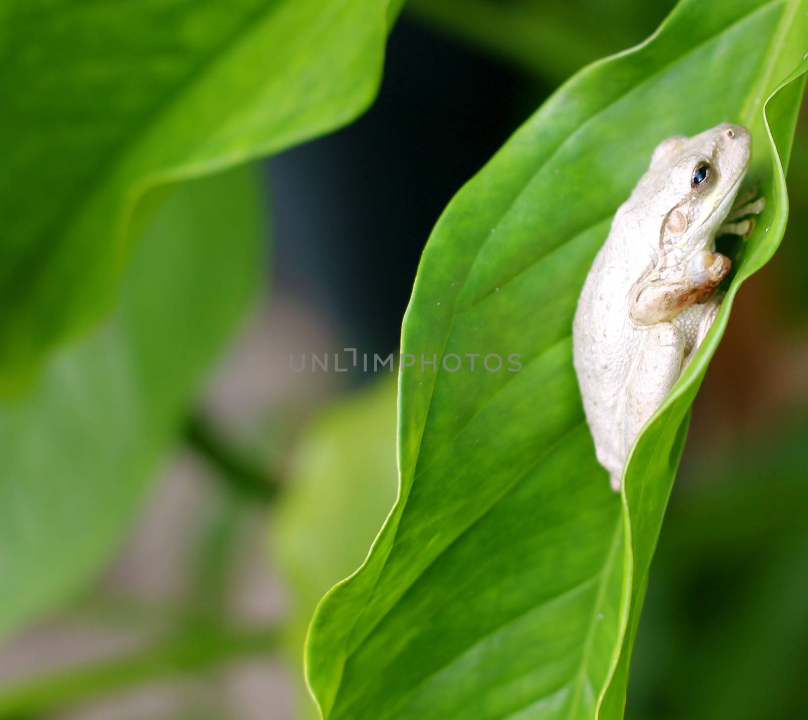 A Cuban Tree Frog (Osteopilus Septentrionalis) on a large leaf in a tree.