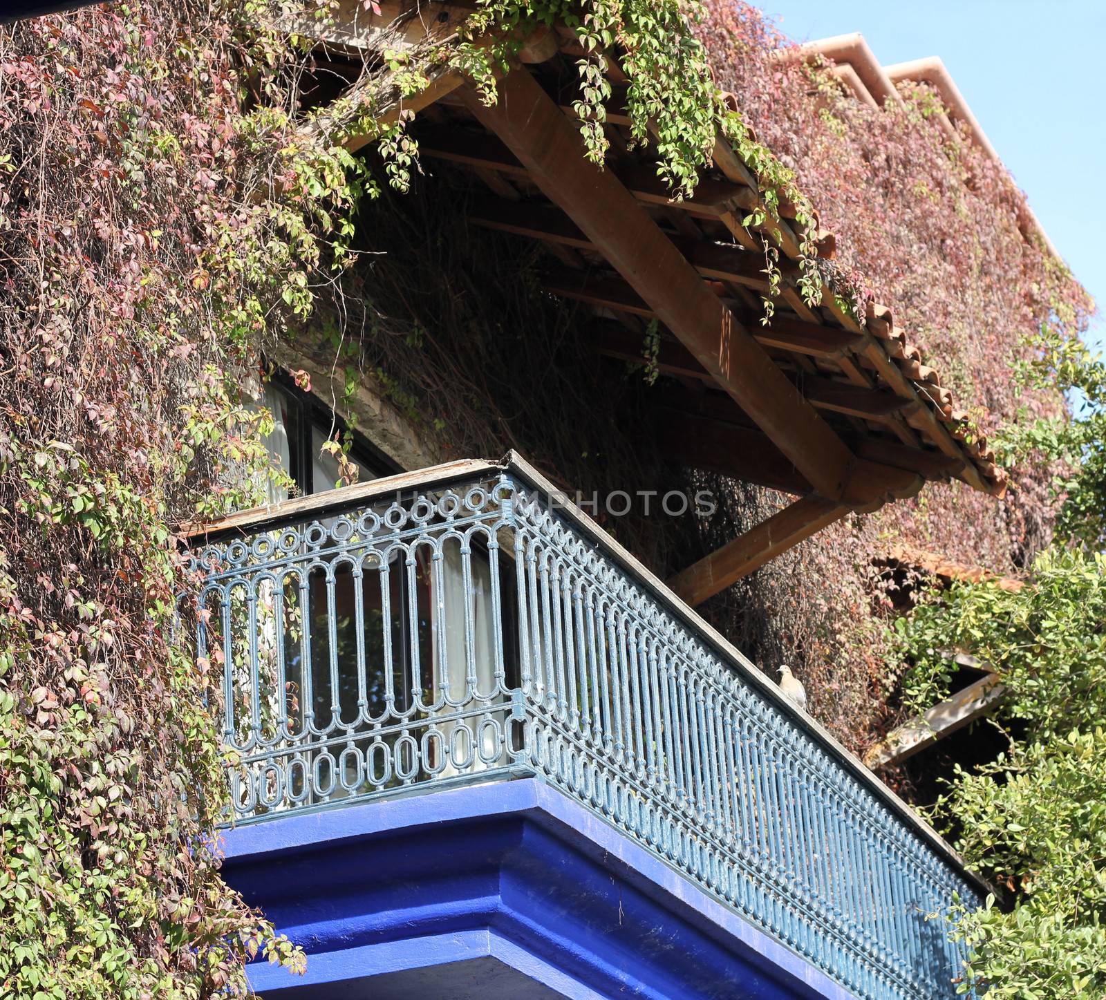 An aged and weathered blue balcony framed by overgrown, dry and dying greenery with a lone pigeon perched on the broken railing.