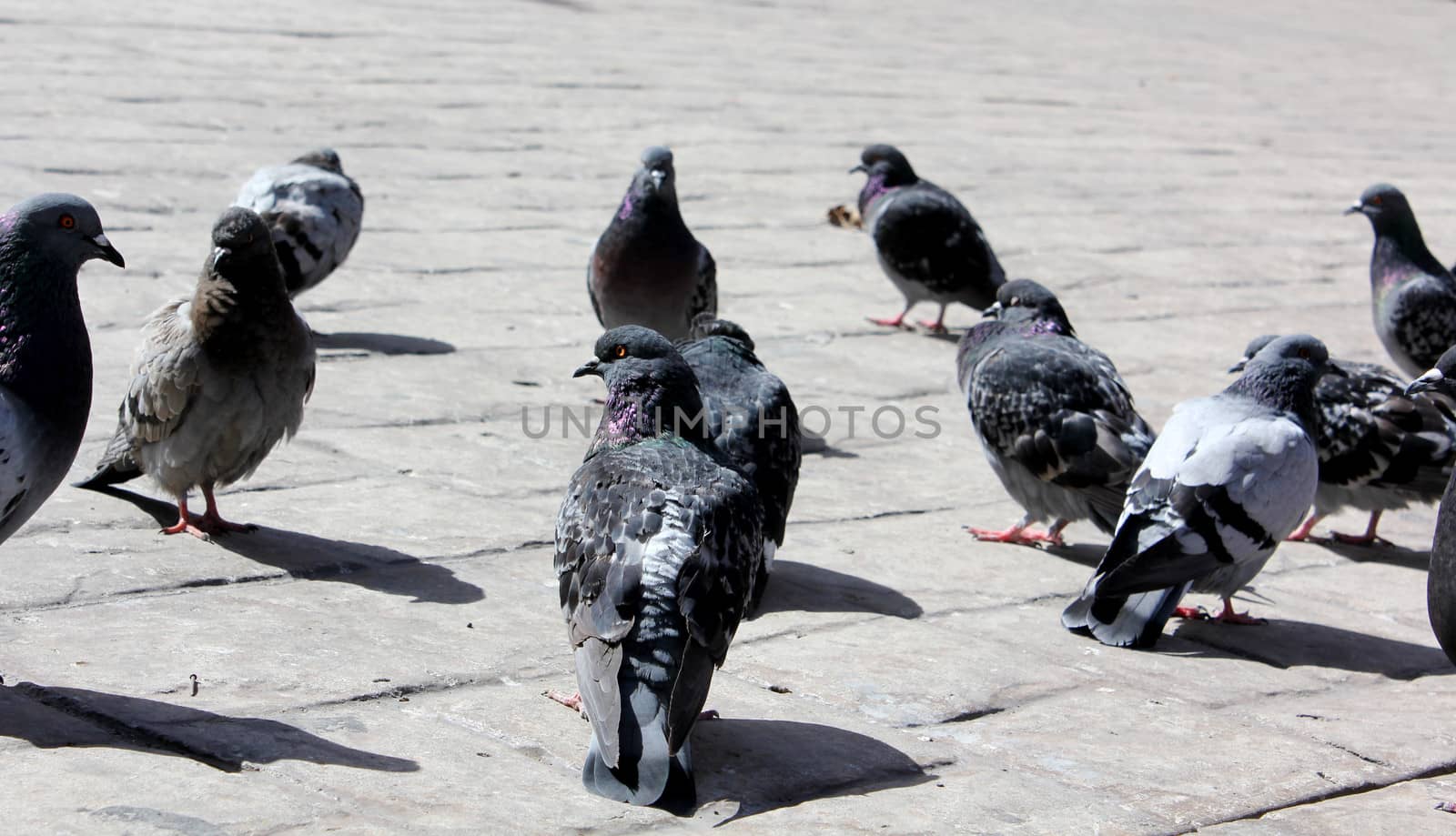 A flock of pigeons standing in a public square in the city, hoping to be fed.