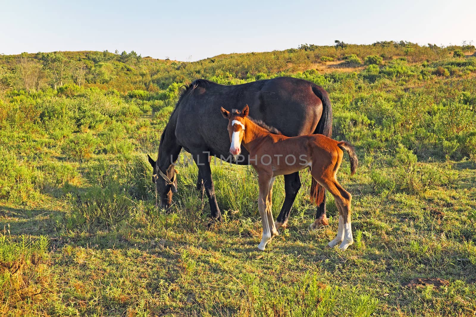 Horse with foal in the countryside from Portugal