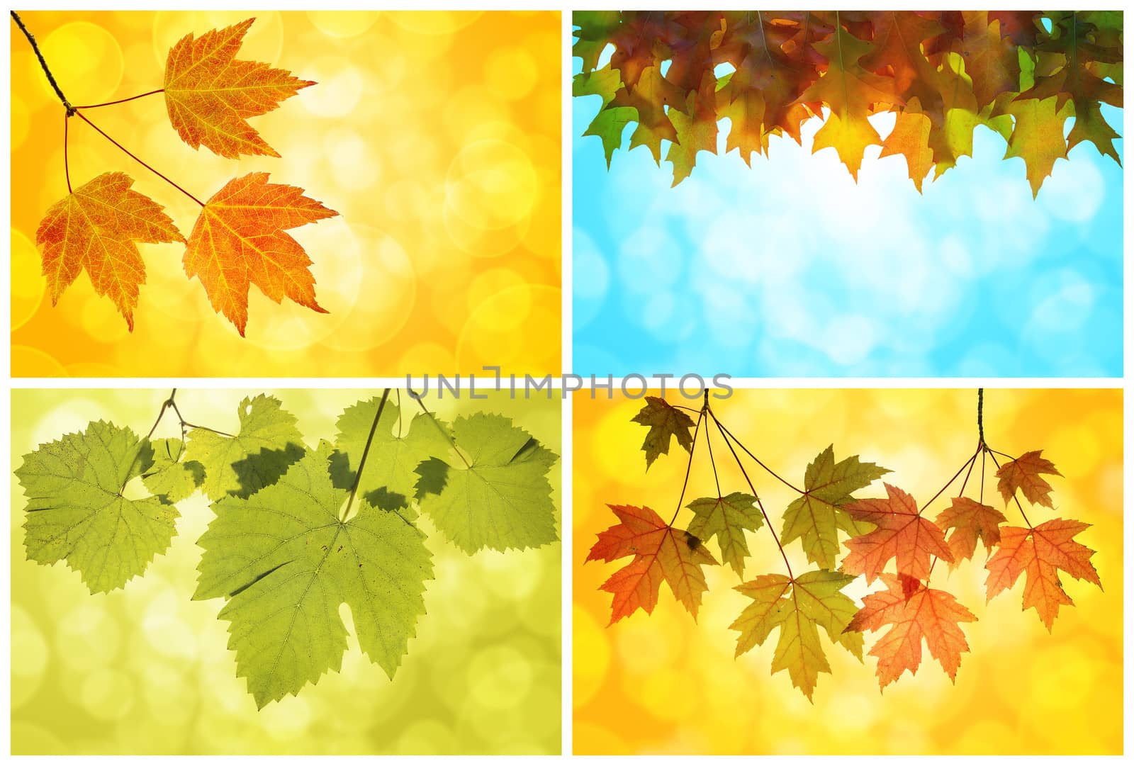 Fall Autumn Leaves Collage of Maple Tree Grape Vine and Oak with Blurred Bokeh Background