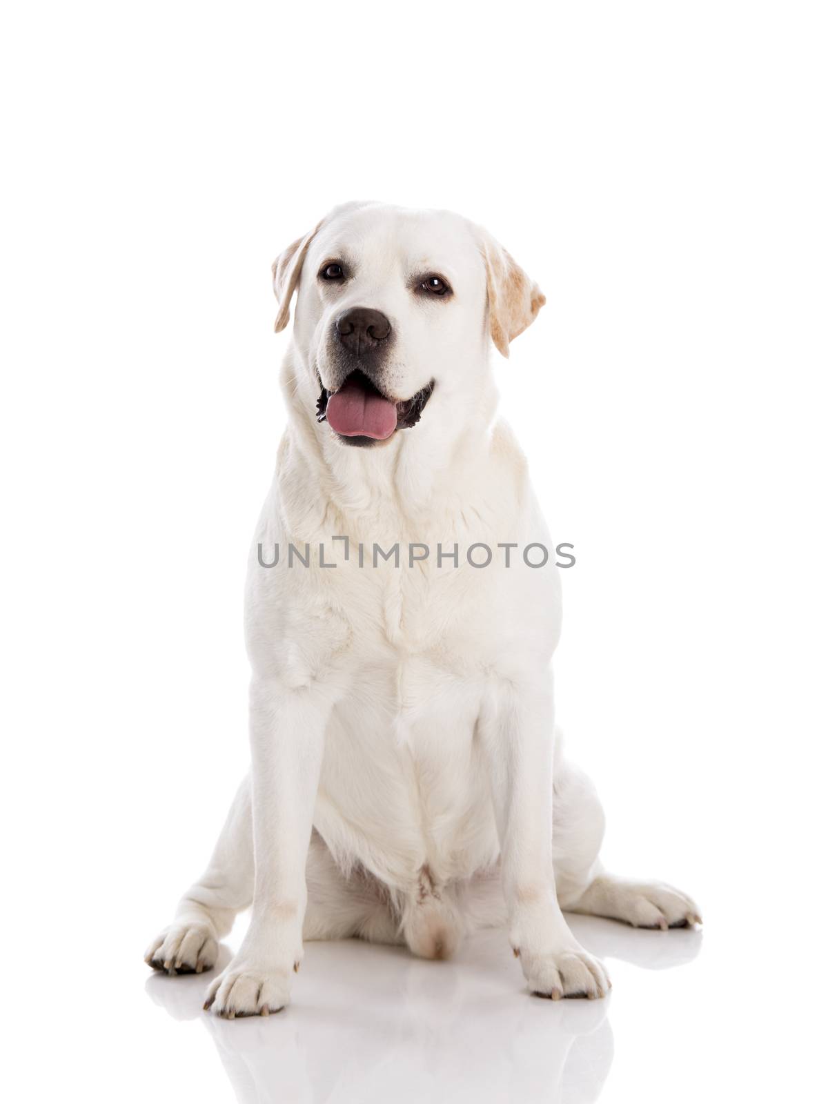 Beautiful labrador retriever breed, isolated on white background