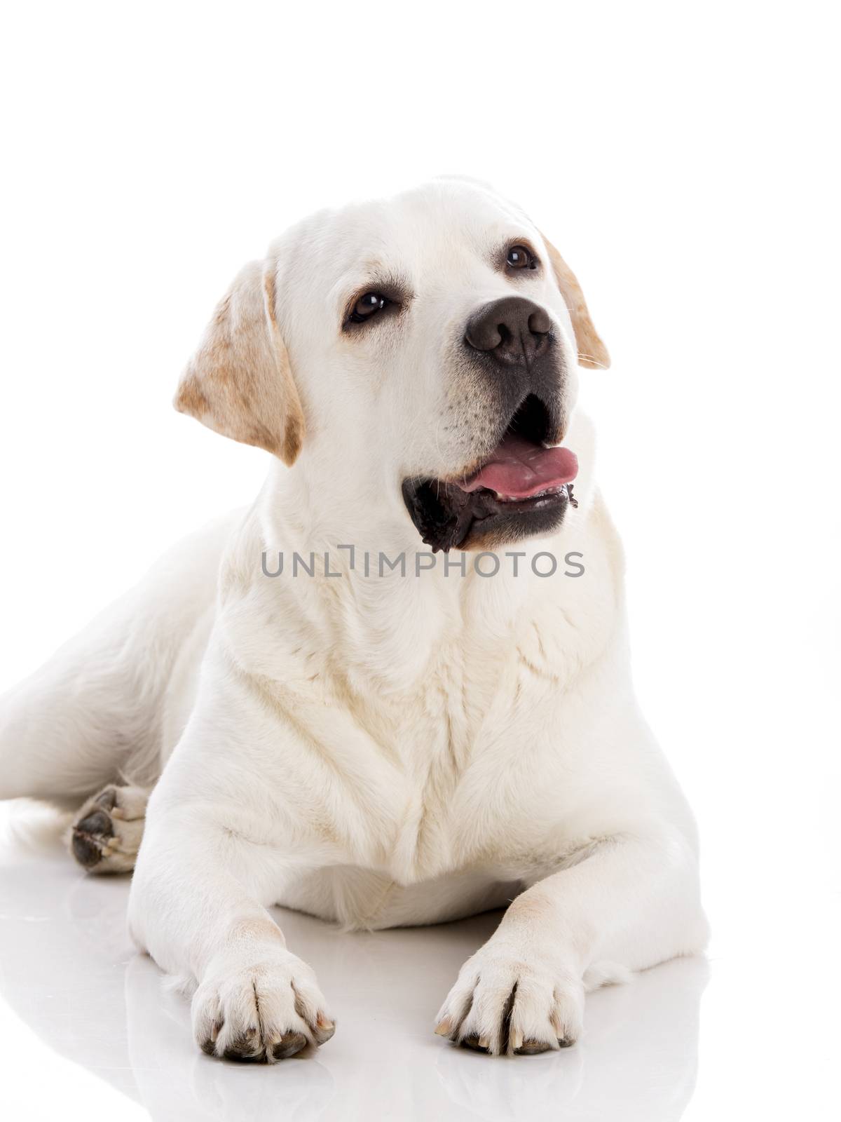 Beautiful labrador retriever breed lying on floor, isolated on white background