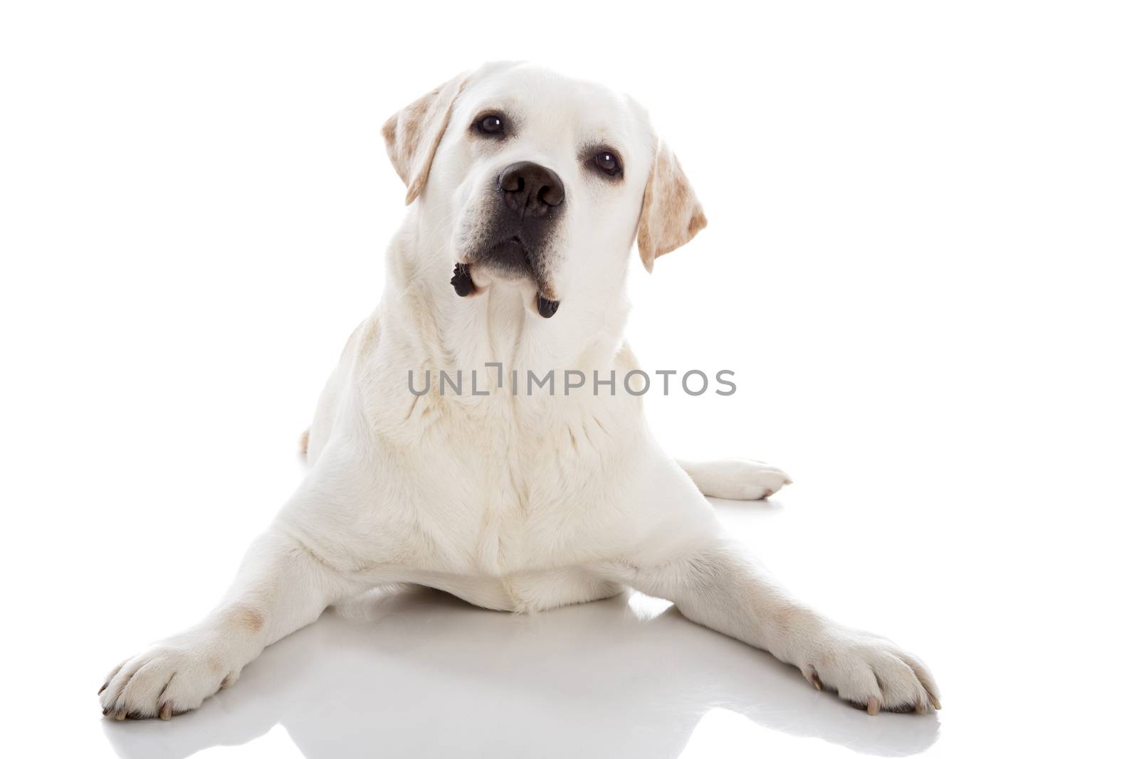Beautiful labrador retriever breed lying on floor, isolated on white background