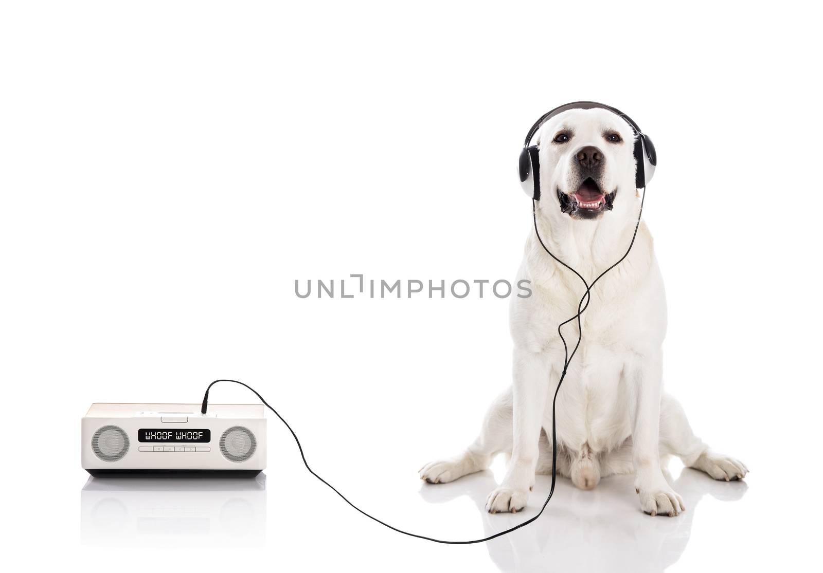 Labrador retriever listen music with headphones