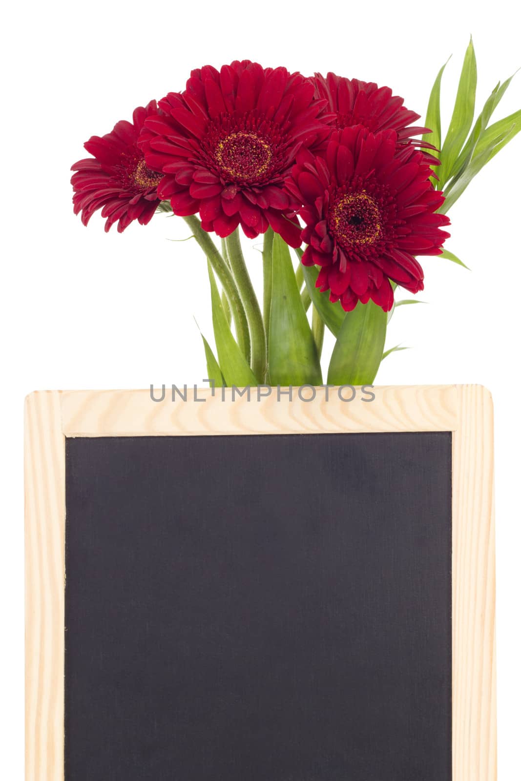 Four beautiful red gerberas with blank blackboard by gwolters