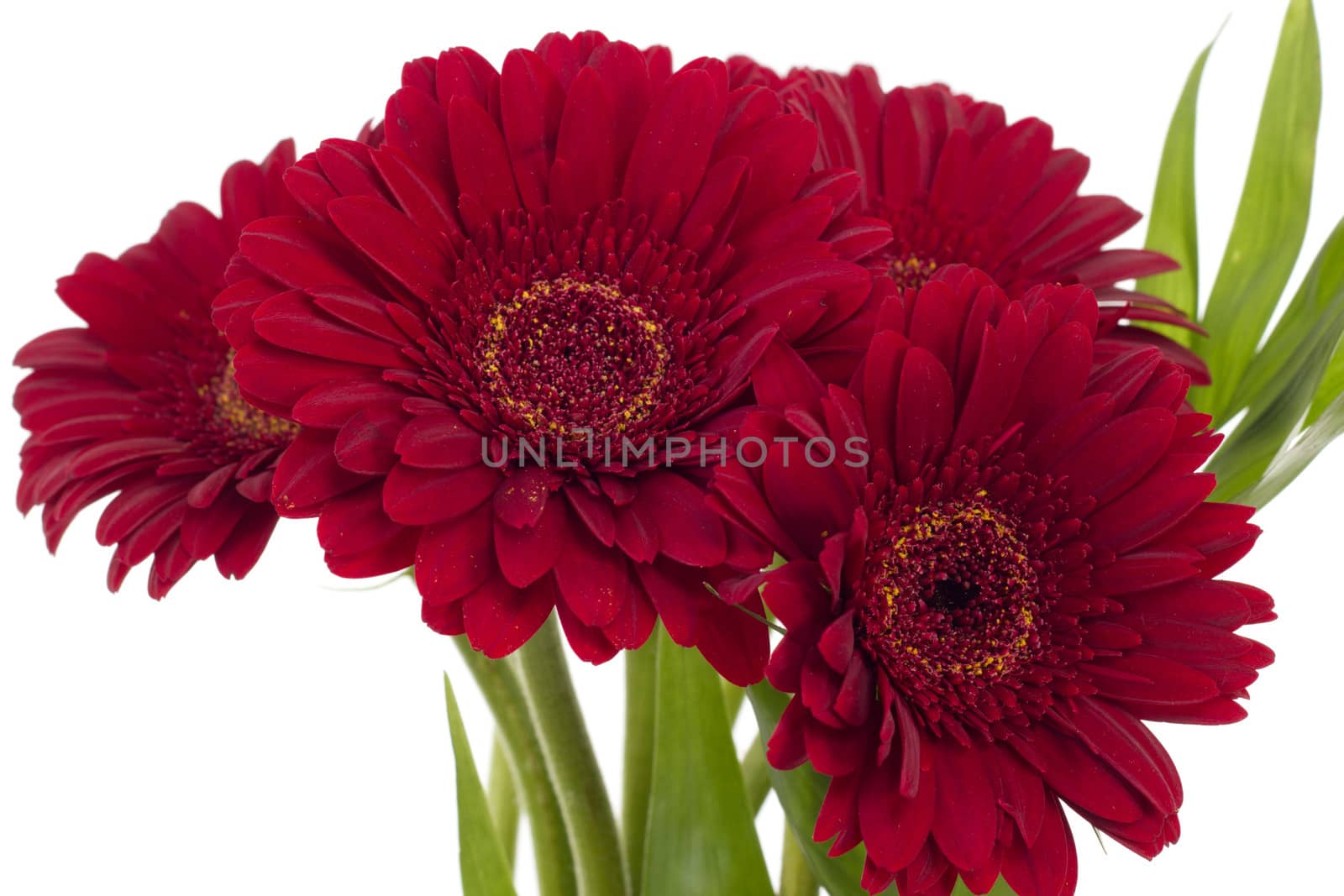 Bouquet of four beautiful red gerberas
