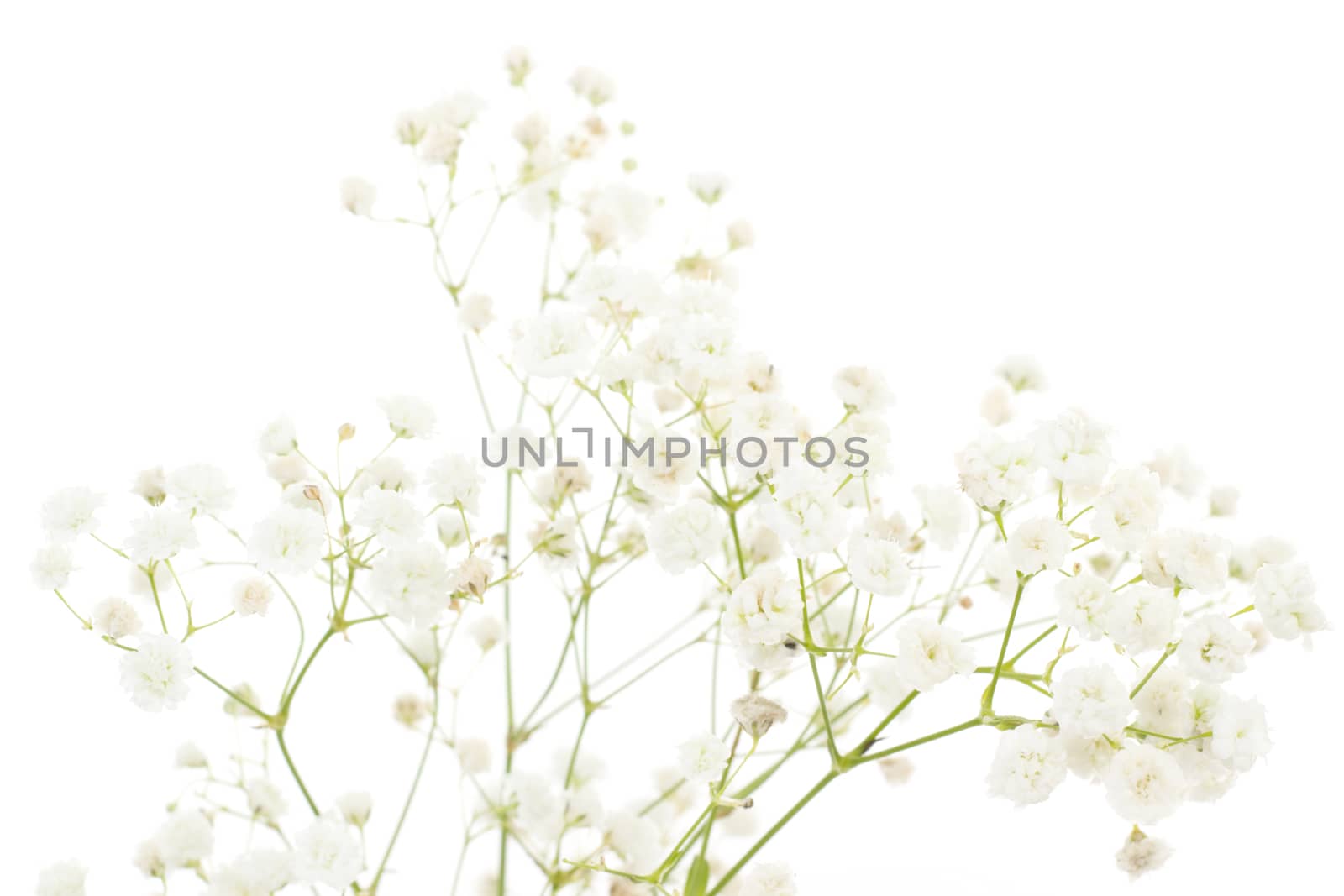 White dianthus isolated on white background