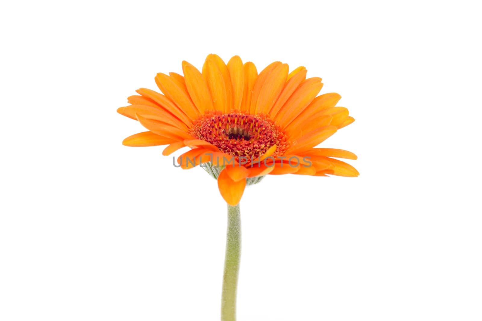 Single orange gerbera isolated on white background
