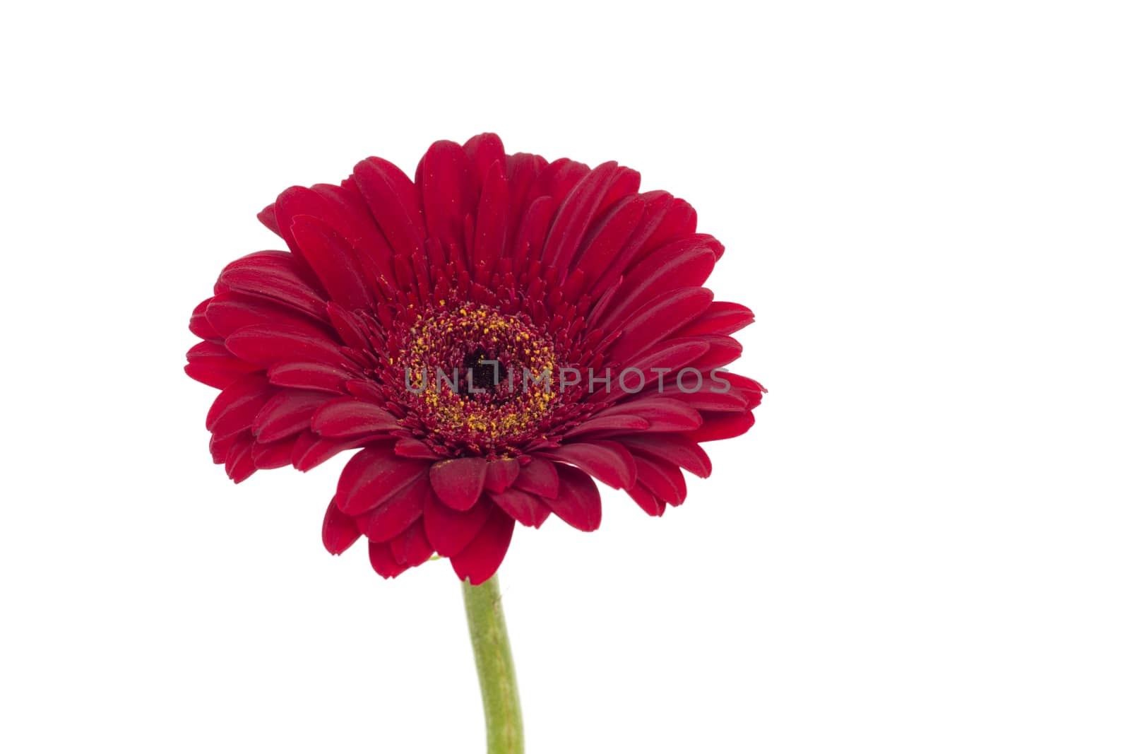 Single red gerbera isolated on white background